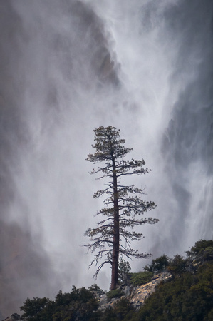 Lone tree in front of Yosemite Falls